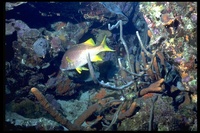 : Lutjanus apodus; Schoolmaster