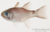 : Ostorhinchus savayensis