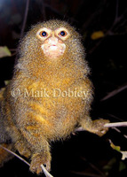 : Cebuella pygmaea; Pygmy Marmoset