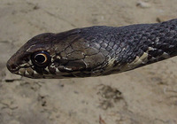 : Masticophis fuliginosus; Baja California Coachwhip