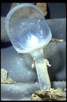 : Megalodicopia hians; Predatory Tunicate