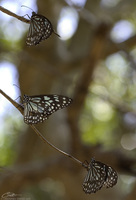 Tirumala limniace leopardus   Blue Tiger photo