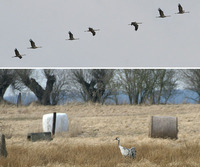 Common Cranes Grus grus