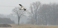 Male Hen Harrier Circus cyaneus