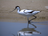 뒷부리장다리물떼새 Recurvirostra avocetta | avocet