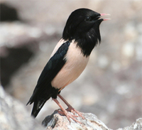 Rose-coloured Starling