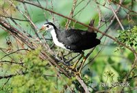 Photo of  chřástal běloprsý Amaurornis phoenicurus White-breasted Waterhen Weisbrust Kielrallen