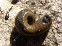 Haemopis sanguisuga