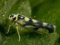 Eupteryx aurata
