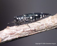 Agrilus guerini