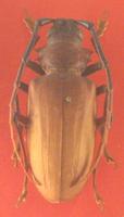 Dorysthenes granulosus