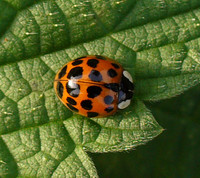 Harmonia axyridis var. succinea