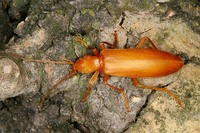 Sparedrus testaceus