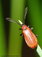 Schizotus pectinicornis