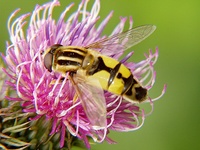 Helophilus trivittatus