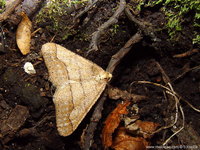 Agriopis marginaria - Dotted Border