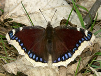 Nymphalis antiopa - Camberwell Beauty