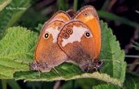 Coenonympha arcania - Pearly Heath