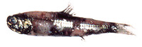 Diaphus theta, California headlightfish: