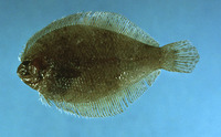 Etropus rimosus, Gray flounder: