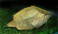 Monocirrhus polyacanthus, Amazon leaffish: aquarium