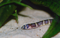 Pangio kuhlii, Coolie loach: aquarium