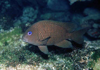 Microspathodon frontatus, Guinean damselfish: