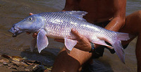Hypselobarbus micropogon, Korhi barb: fisheries, gamefish