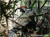 Gambel's Quail Callipepla gambelii