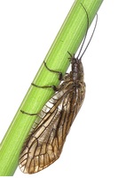 Sialis lutaria - Alderfly