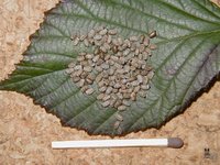 Medauroidea extradentata