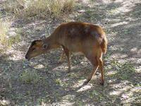 Image of: Muntiacus muntjak (Indian muntjac)