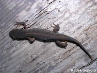 Triturus maltzani