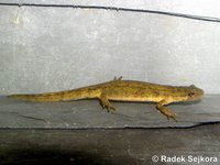 Triturus vulgaris meridionalis