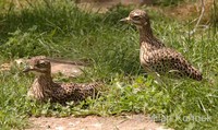 Burhinus capensis - Spotted Thick-knee