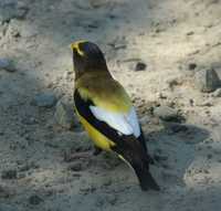 Coccothraustes vespertinus - Evening Grosbeak