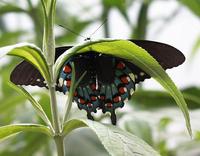 Image of: Battus philenor (pipevine swallowtail)