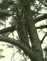 Image of: Asio otus (long-eared owl)