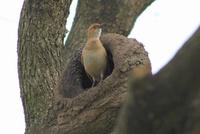 Image of: Furnarius rufus (rufous hornero)