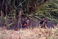 Image of: Nettapus auritus (African pygmy-goose)