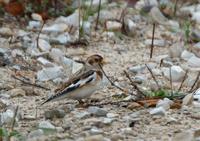 Image of: Plectrophenax nivalis (snow bunting)