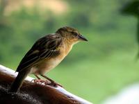 Image of: Ploceus melanocephalus (black-headed weaver)