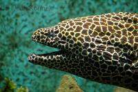 Gymnothorax favagineus - Laced Moray