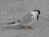 Image of: Sterna maxima (royal tern)
