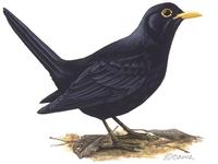 Image of: Turdus merula (common blackbird)