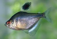 Image of: Hyphessobrycon socoloffi