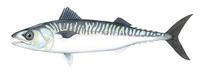 Image of: Scomber scombrus (Atlantic mackerel)