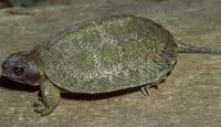 Image of: Clemmys insculpta (North American wood turtle)