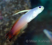 Nemateleotris magnifica - Fire Dartfish