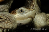 Chelydra serpentina - Common Snapping Turtle